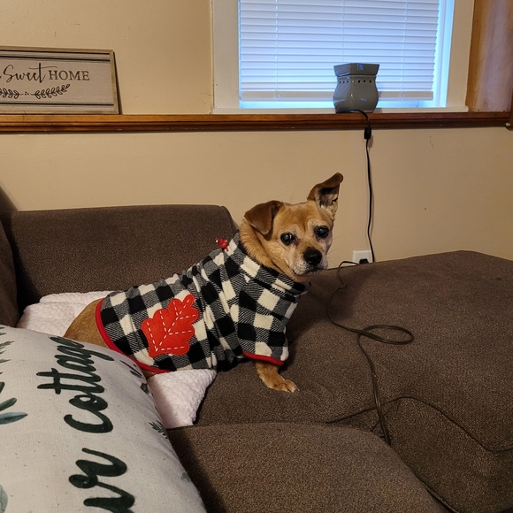 Pet friendly house - Picture 1 of 2